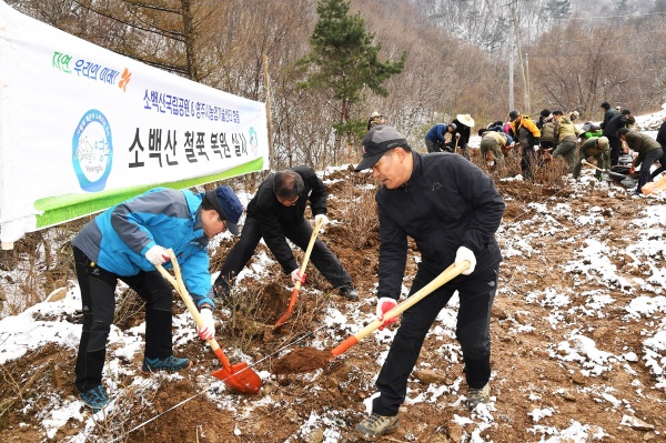 영주시가 소백산 철쭉을  복원하기 위해  7일 소백산 초암사주차장 앞 생태탐방로와 죽계구곡 탐방로에서 12년생 철쭉 500여 그루를 소백산에 옮겨 심는 행사를 가졌다.(영주시 제공)