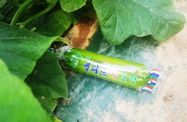 인큐베이터로 재배한 친환경농산물 애호박(안동시 제공)