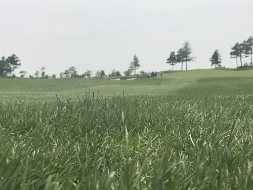 제네시스챔피언십에서 페어웨이를 벗어난 러프는 확실한 핸디캡으로 볼을 잡아챘다.