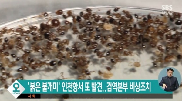 붉은불개미(사진=SBS 방송화면)