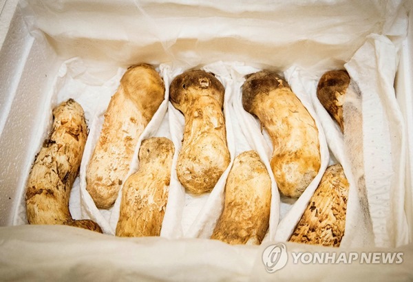 북한이 선물한 송이버섯(사진=연합뉴스)