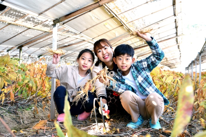 2018풍기 인삼축제 인삼캐기 체험이 참가한  한  가족이  즐거워 하고 있다.(영주시 제공)