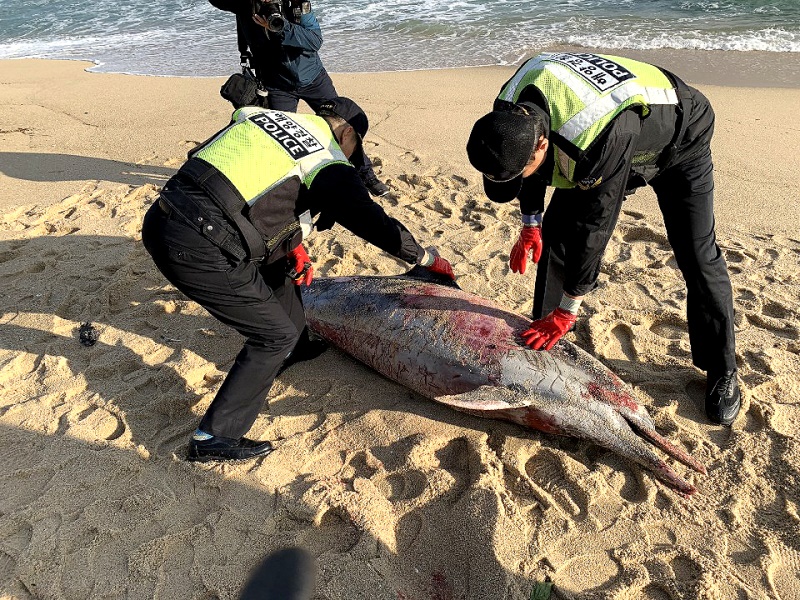 9일 오전 7시 35분쯤 강원 강릉시 강문동 스카이베이 호텔 앞 경포해변 인근에서 참돌고래 사체 1구가 발견됐다. (동해해양경찰서 제공)