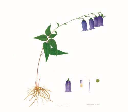 이승현 작 금강초롱꽃 (수목원 제공)