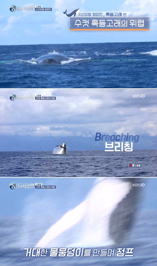 KBS2 '은밀하고 위대한 동물의 사생활'