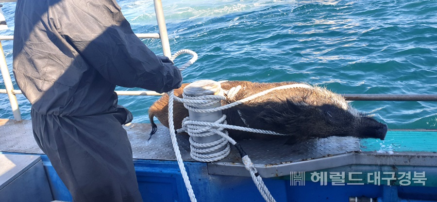 191105 동해해경, 강릉항 인근 2km해상 멧돼지 발견, 인양1