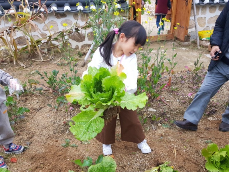 자신이 키운 배추를 수확하고 있는 어린이농부(사진=유기농문화센터)