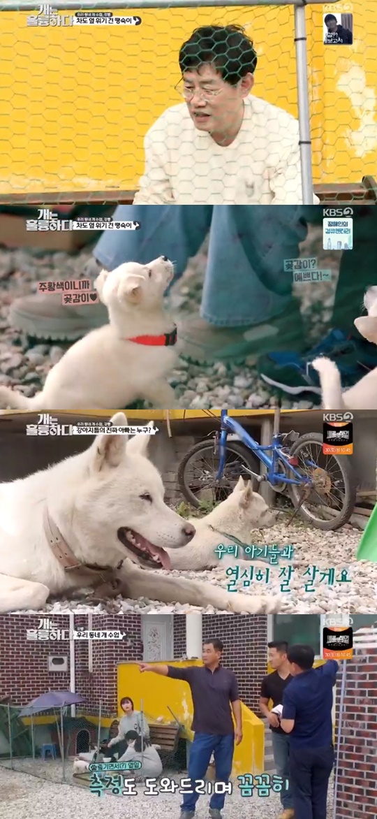 KBS '개는 훌륭하다'캡처