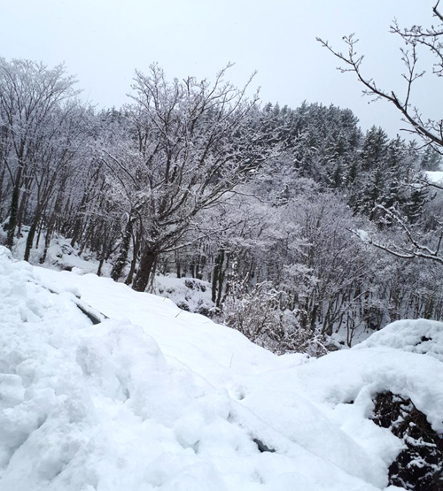 14일 대설경보가 내려진 울릉도 지역에 나뭇가지에는 눈꽃이 피었고 해안가 절벽은 한 폭의 산수화를 떠올리게 하고 있다.(사진=독자제공)