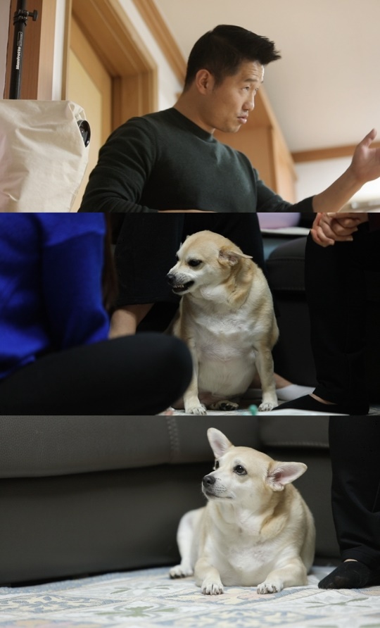 KBS2 '개는 훌륭하다' 제공