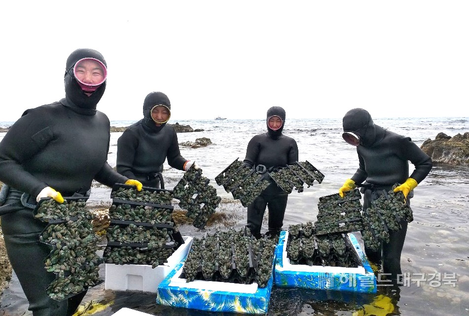 경북 포항시가 전복치패를 방류하고 있다 (포항시 제공)