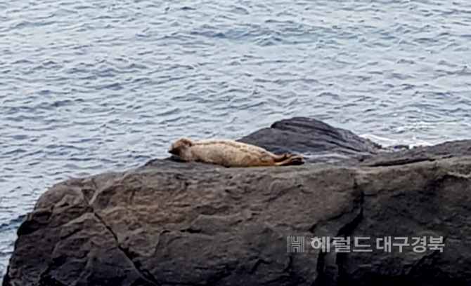 설날인 25일 울릉군 북면 죽암 마을에서 강치로 추정되는 동물을 촬영해 본지에 제보했다.(사진=독자 최대봉씨 제공)