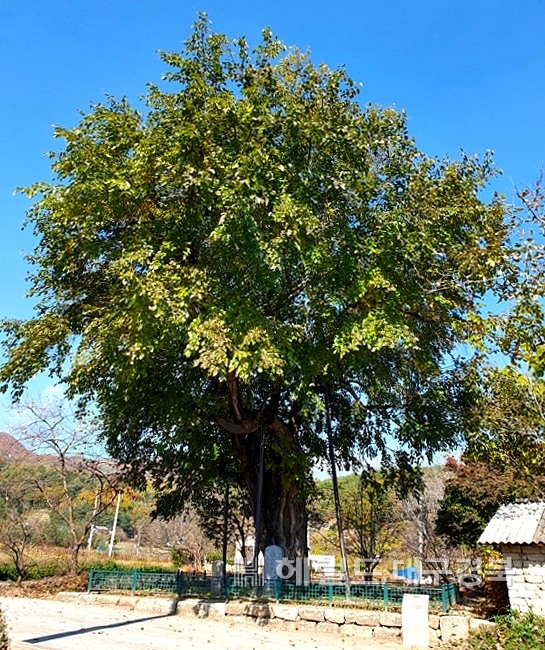 경북 상주시 두곡리 뽕나무 모습. (문화재청 제공)