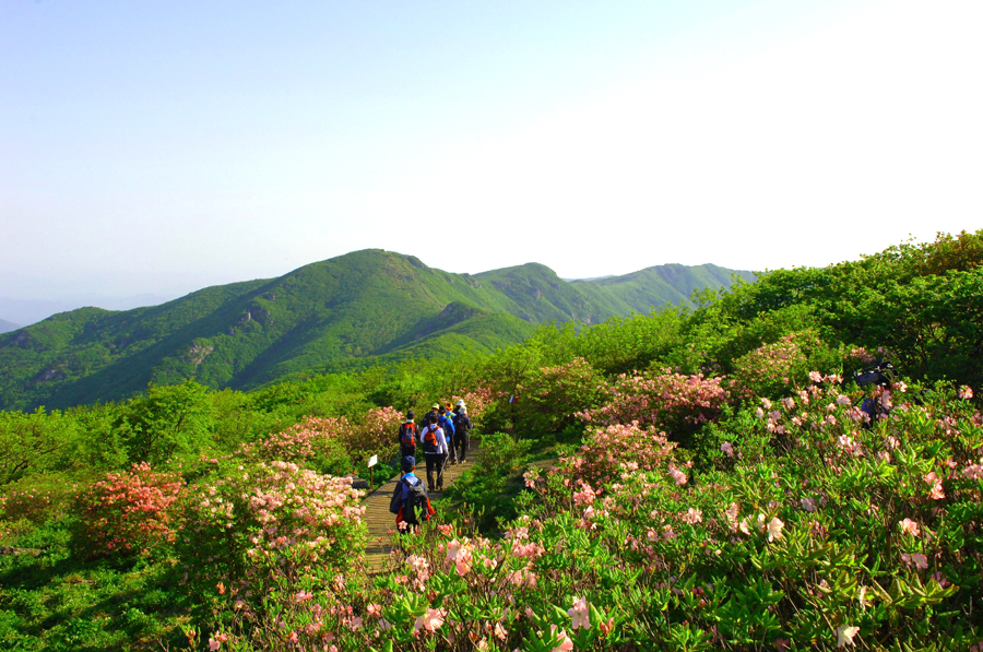 영주 1-소백산 ‘사랑의 기쁨’ 산림치유원에 시집가다! 1.JPG