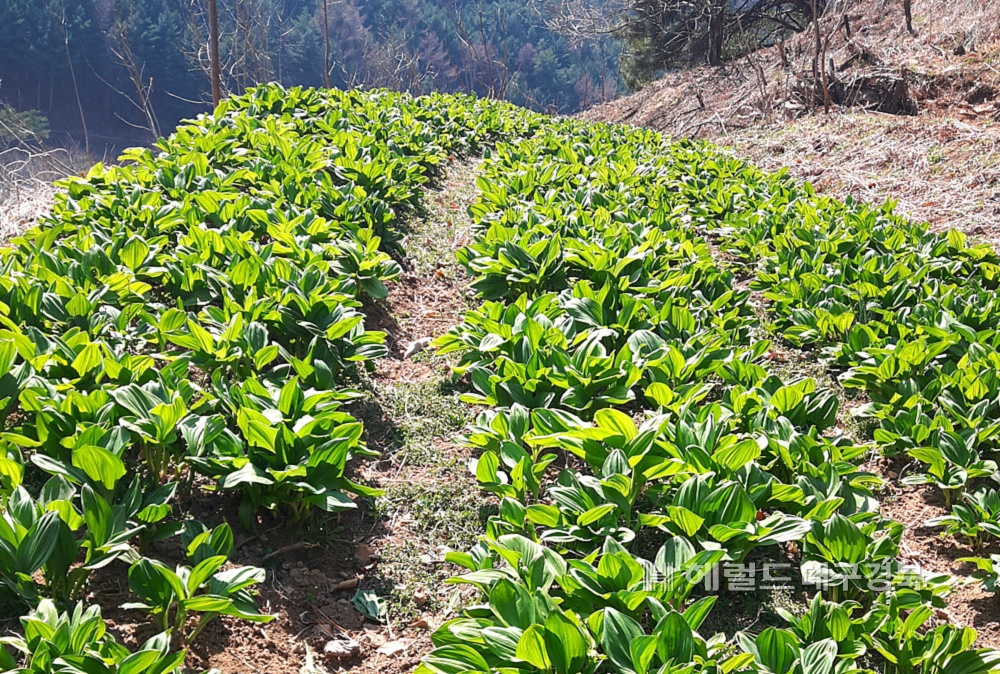 소백산 자락 노지에서 겨우내 자란 울릉도 특산 명이(산마늘)나물(영주시 제공)
