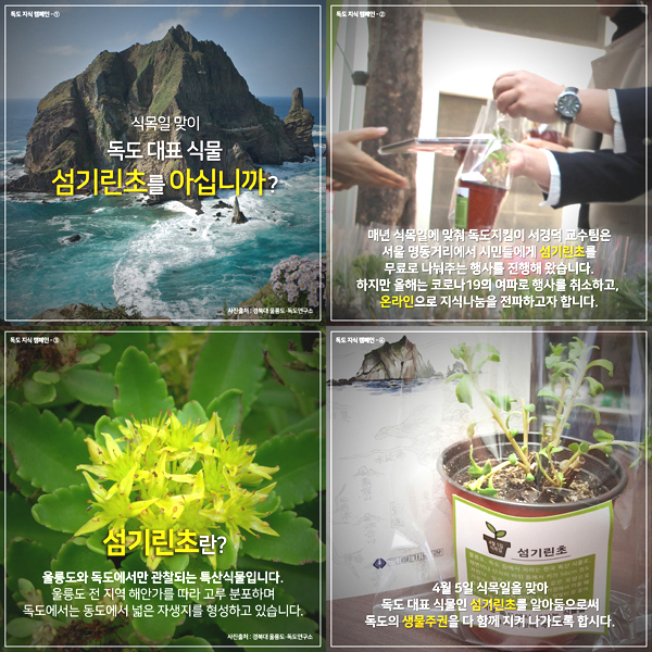 식목일 맞이 독도 대표 식물인 '섬기린초' 관련 카드뉴스 모음(서경덕 교수 제공)