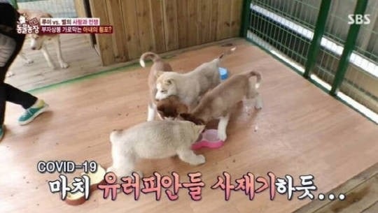 SBS 'TV 동물농장' 방송 캡처