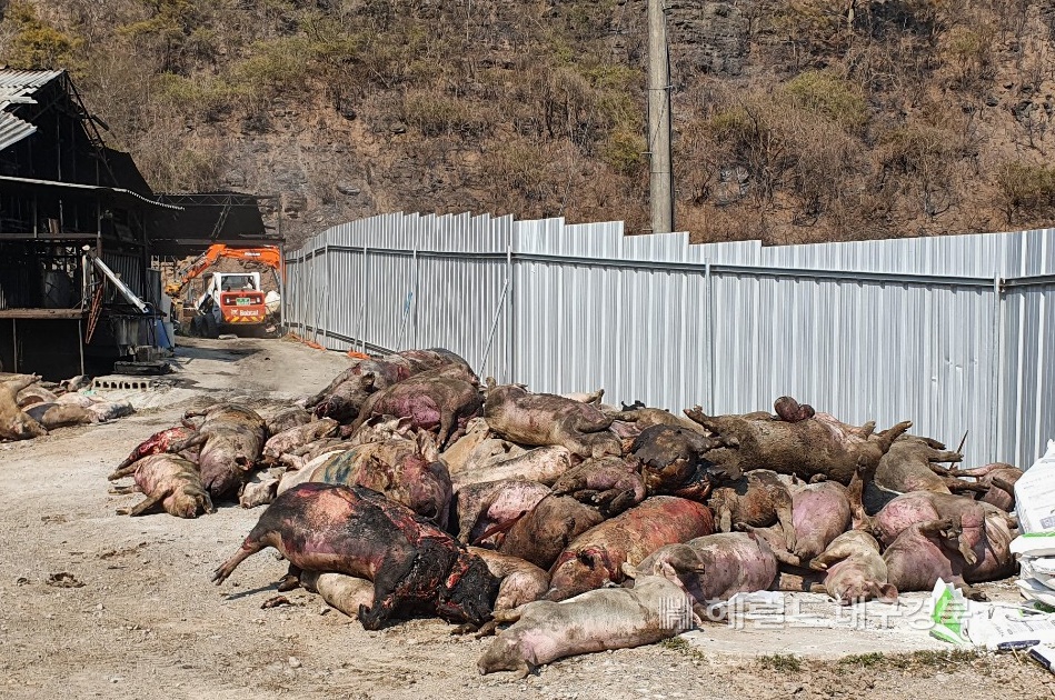 지난달 24일 안동에서 발생한 산불이 민가까지 내려와 돼지 800여마리가 폐사했다(헤럴드 DB)
