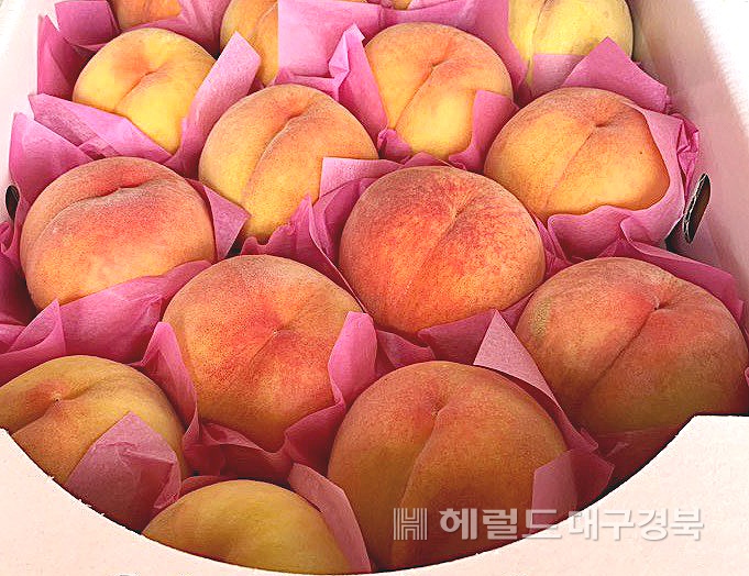 과즙이 풍부하고 달콤한 상주 복숭아