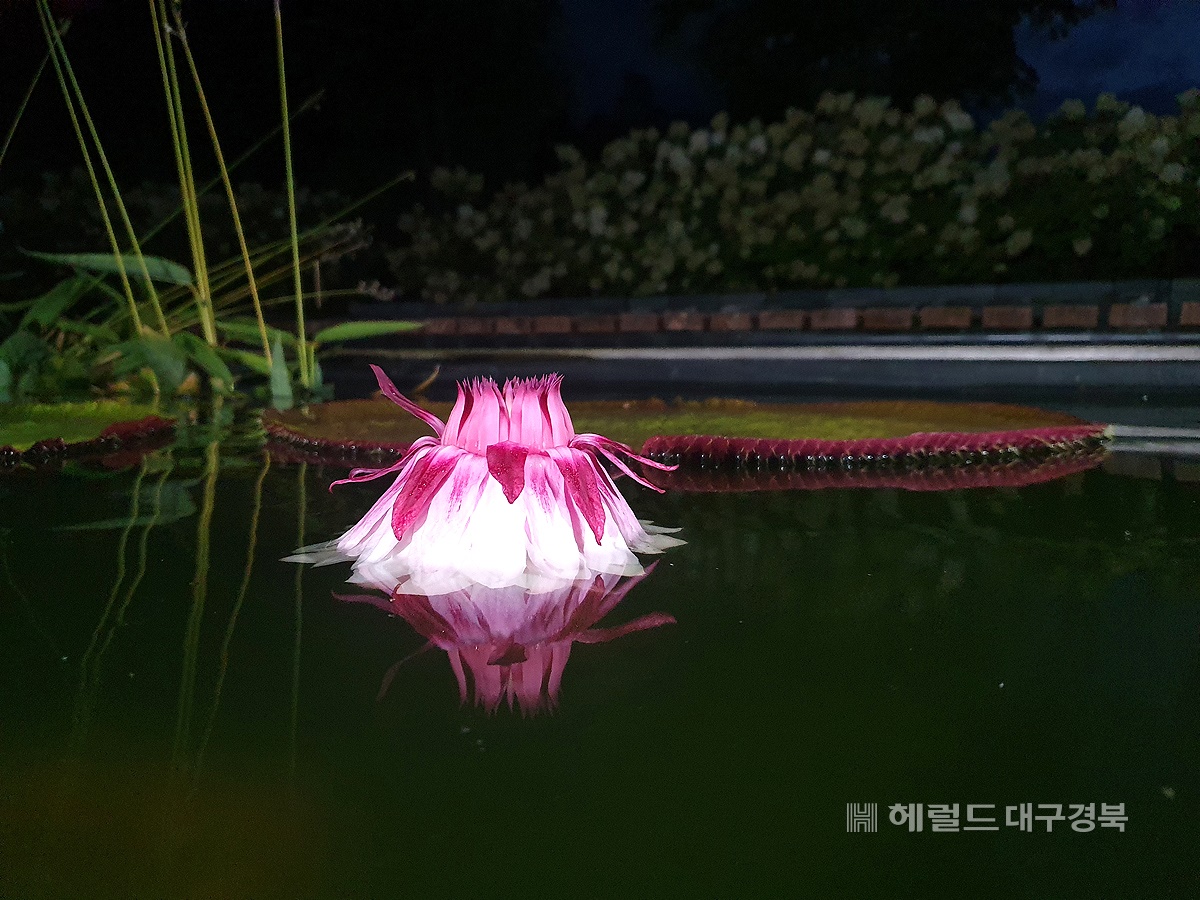 아마존빅토리아 수련의 2일차 꽃잎 모습. (백두대간 수목원 제공)