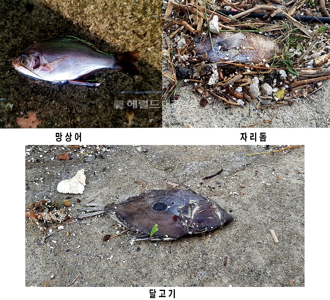태풍이 지나간 울릉도  피해 복구 현장에 서 보인 고급 물고기들, 이물고기들은 높은 파도에 밀려 마을로 올라온것으로 추정된다(독자제공)