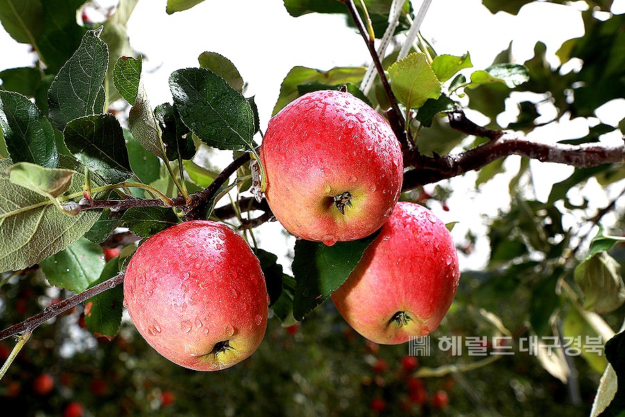 예천서만 생산되는 피크닉사과(예천군 제공)