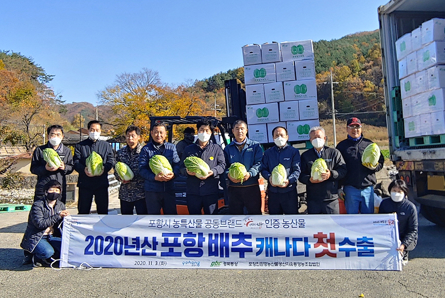 경북 포항시 죽장면에서 생산된 가을배추가 캐나다 벤쿠버에 첫 수출 길에 올랐다(포항시 제공)