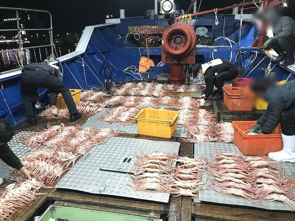 지난 13일 포항해경이 불법 포획된 대게를 확인하고 있다.( 포항해경 제공 )