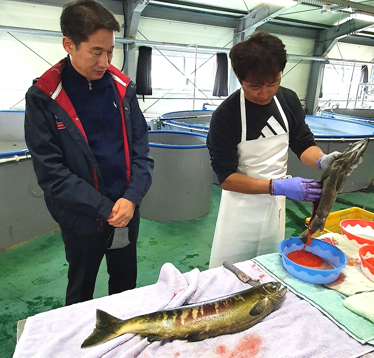 경북도 민물고기연구센터를 방문한    김남일(왼쪽)경복도 환동해 본부장이 수정란 채란과정을 지켜보고 있다(경북도 제공)