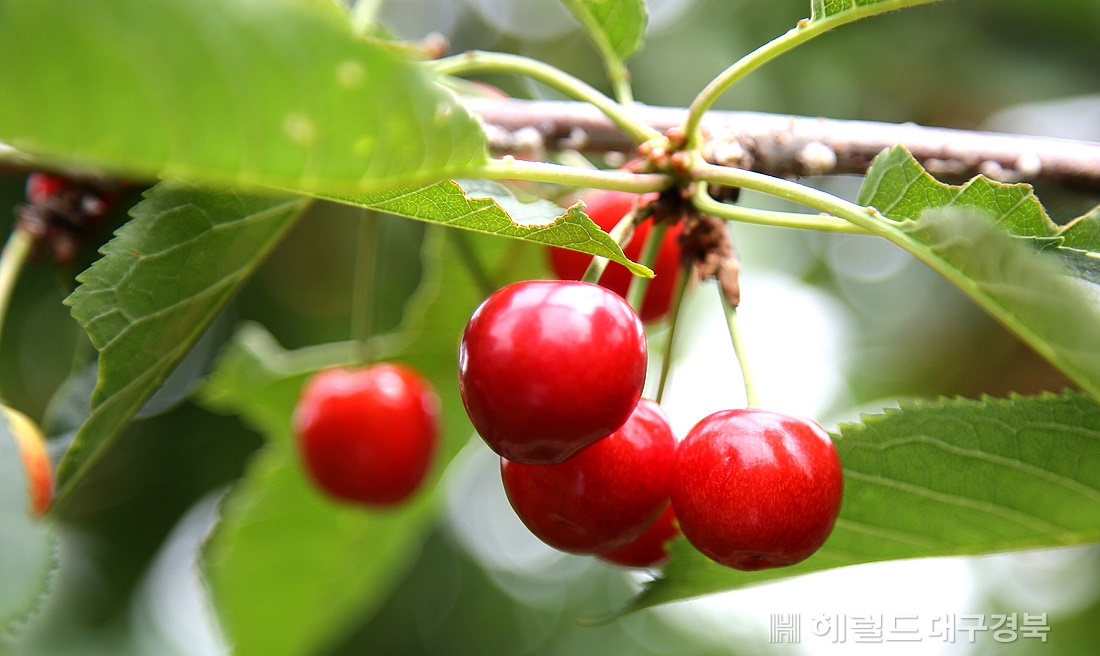 영주시가  신소득 작물로 개발한  체리(영주시 제공)