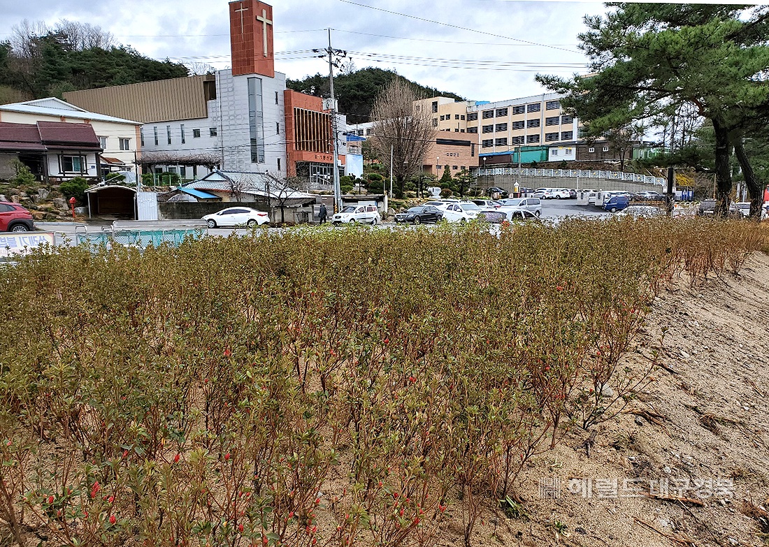 영주시 상망동 회원들의 노력으로 버려진 유휴지가 꽃동산이  조성됐다(사진=김성권 기자)