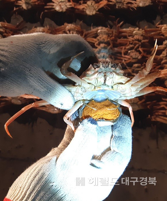암컷대게