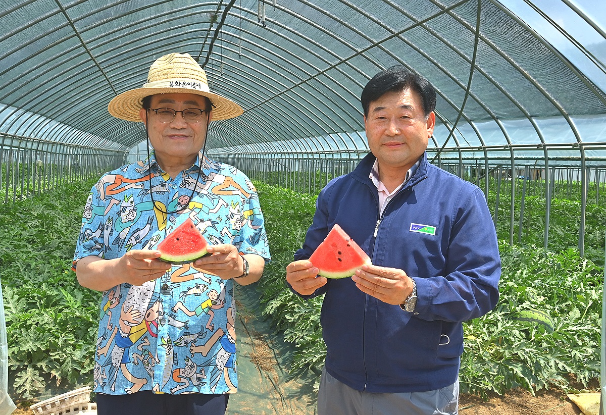 엄태항 봉화군수(왼쪽)와 박만우 봉화농협 조합장이 당도높은 재산수박을  홍보하고 있다(봉화군 제공)