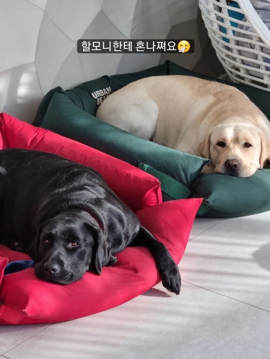채리나 스토리