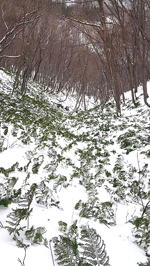 입춘일 4일 오후 울릉도의 높은 산지에 내린 눈속에 식물들이 모습을 드러내고 있다(독자제공)