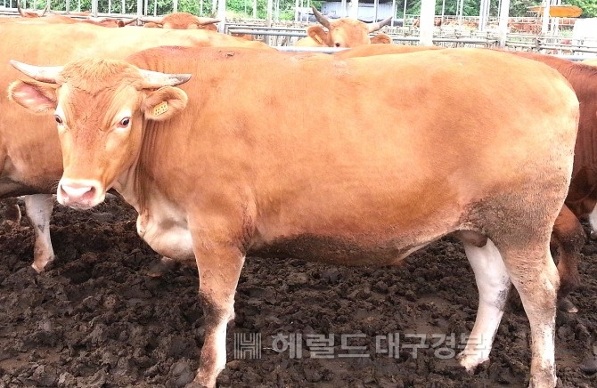 안동한우 사욱 모습(헤럴드 DB)