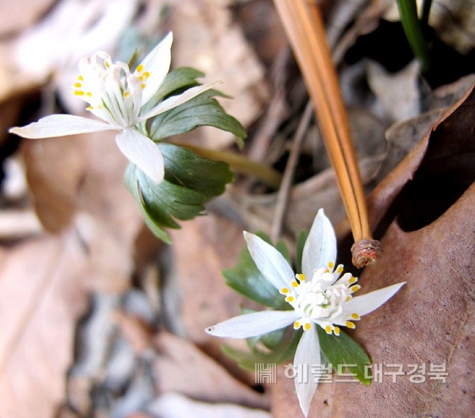 너도 바람꽃(소백산국립공원사무소 제공)