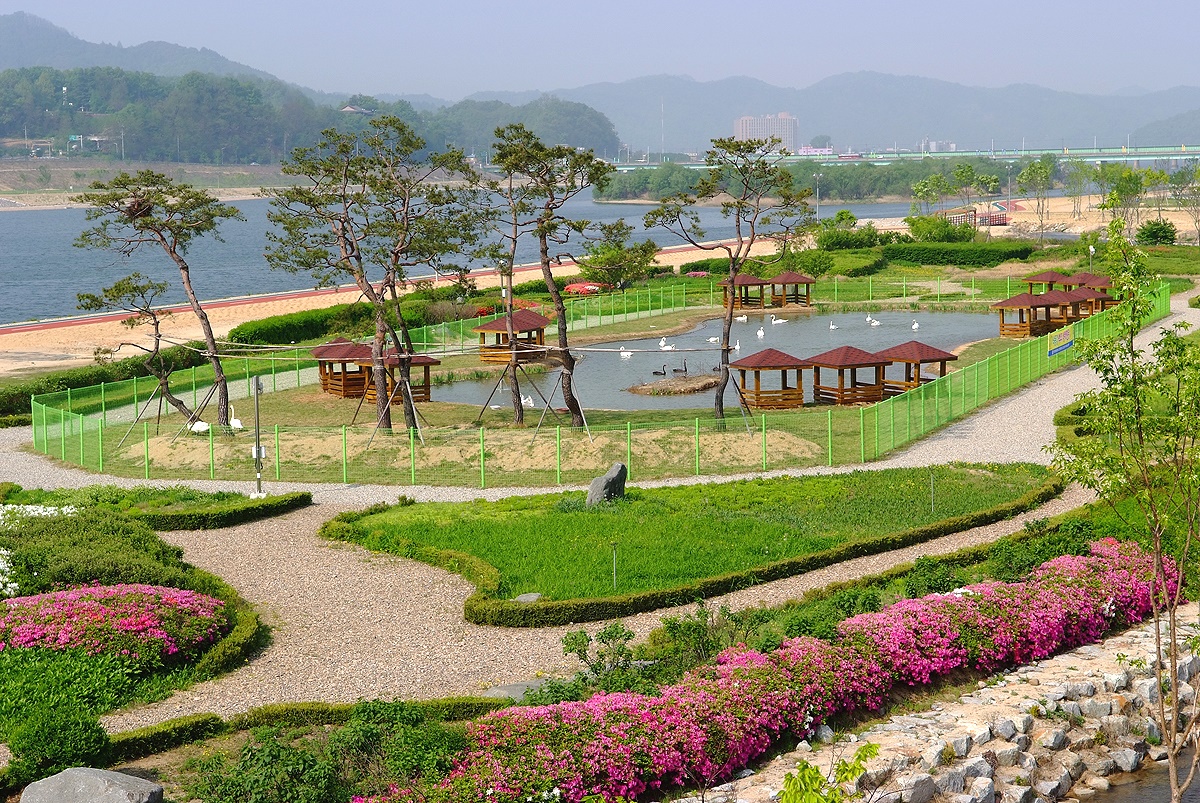 백조 방사장(안동시 제공)