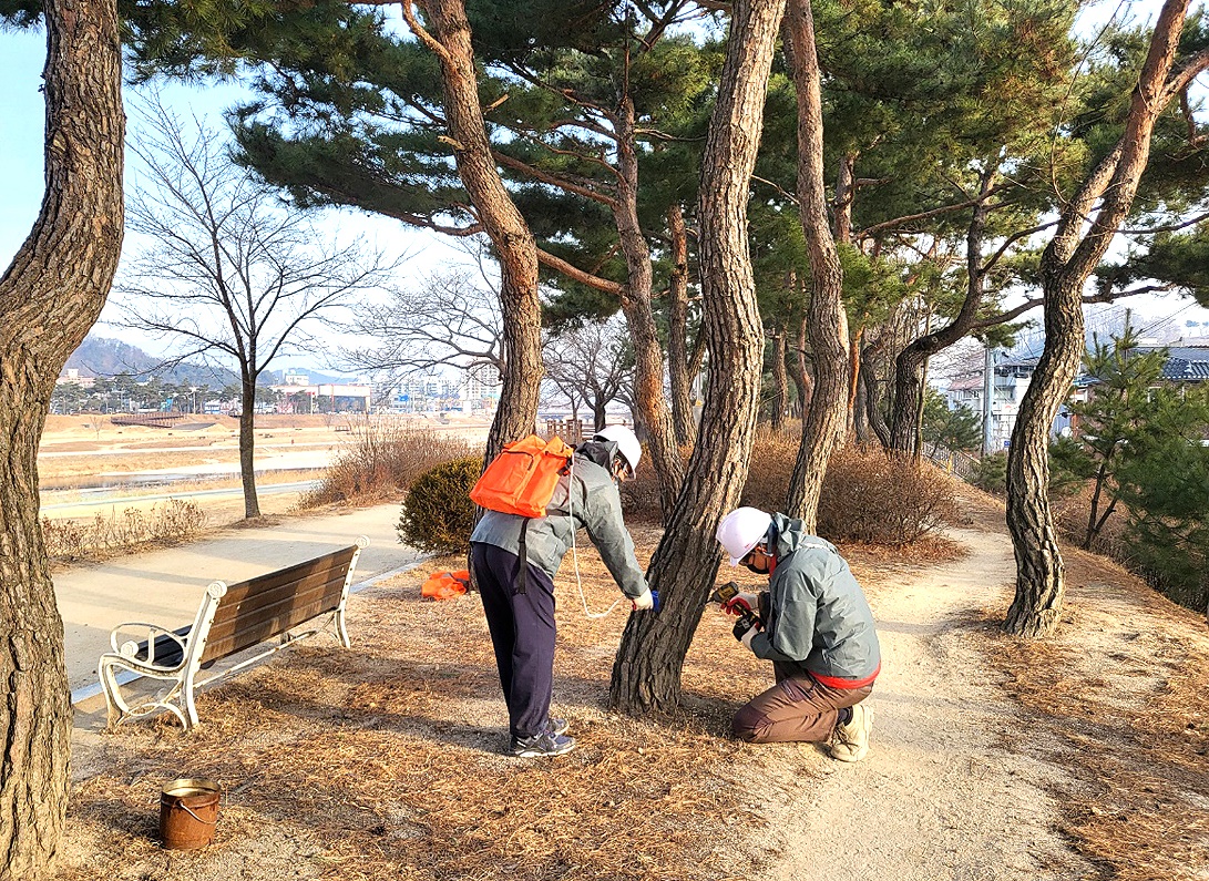 영주시가  시가지 소나무에 수간주사를 놓고 있다. (영주시 제공)