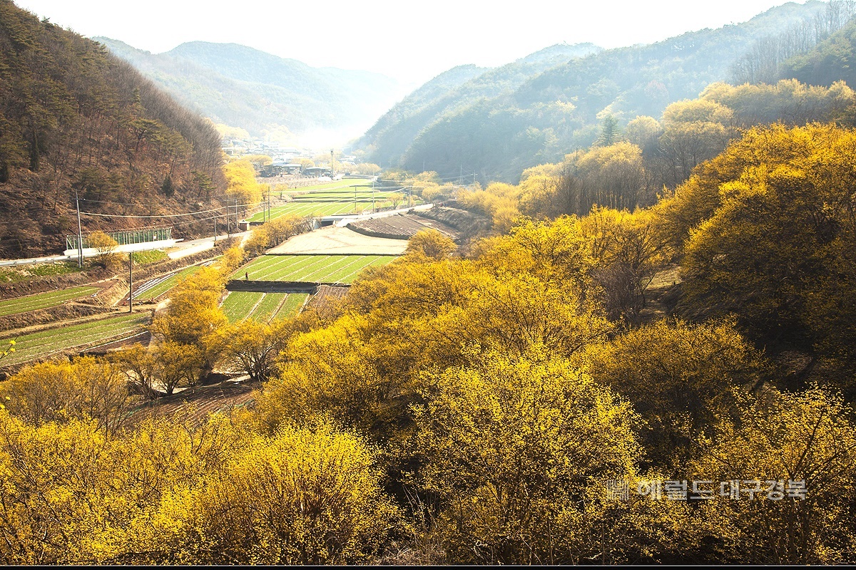 노란 봄빛으로 물든 산수유 마을로 소문난 의성군 사곡면 화전리 마을 (의성군 제공)