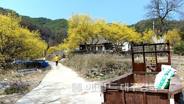 노란 산수유가 수놓은 고즈넉한 봉화군 봉성면 두동마을이 마냥 평화롭게만 보인다.(헤럴드 DB)