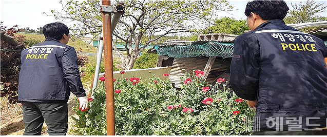 텃밭에 몰래 재배한 양귀비를 해경이 단속하고 있다.(동해지방해양경찰청제공)