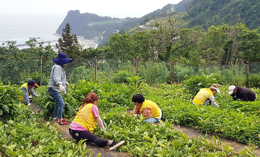 지난해    농촌 살아보기 프로그램에 참여한 도시민들이 울릉도 산채 수확을 실습하고 있다(울릉군 제공)