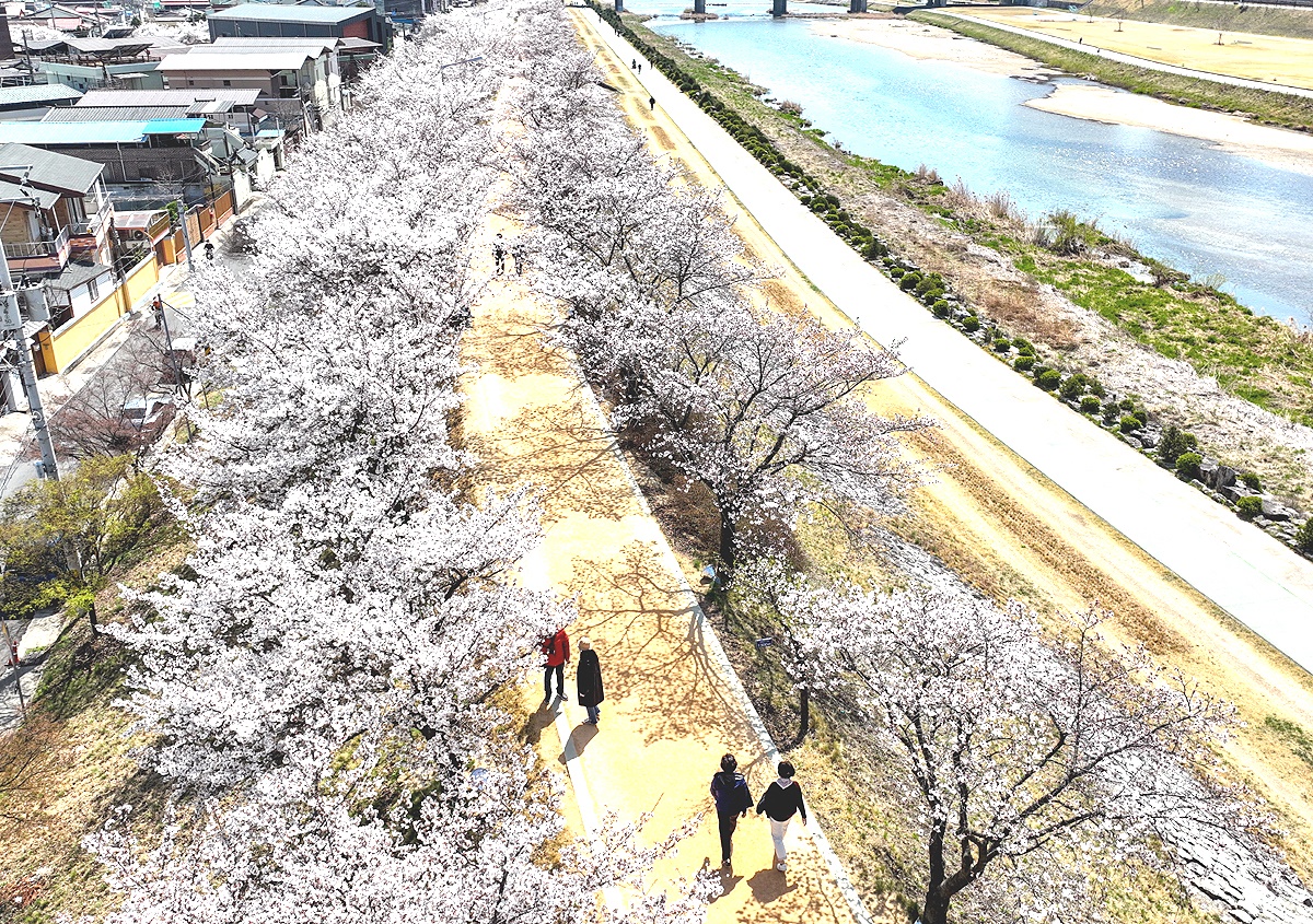 영주 서천 벚꽃길(영주시 제공)