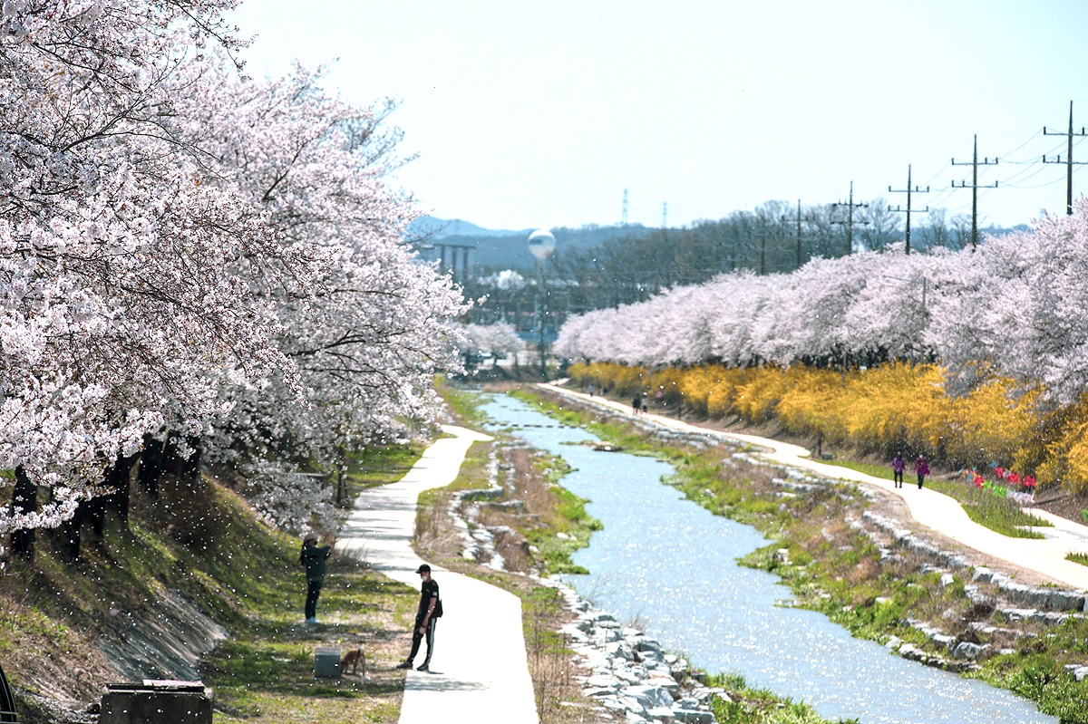 영주 원당천 벚꽃길(영주시 제공)