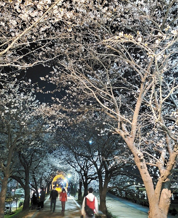 경북 영주 서천 벚꽃축제가 3년째 중단된 8일 오후, 영주시 서천 뚝방길에 야간 산책을 나온 시민들이 어느해처럼 활짝 피어난 벚꽃을 감상하며 봄을 만끽하고 있다.(사진=김성권 기자)