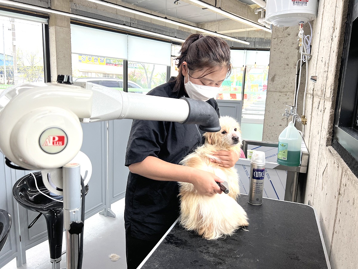 상주시가 '반려동물 입양센터'를 개소하고 입양업무를  본격 시작했다(상주시 제공)