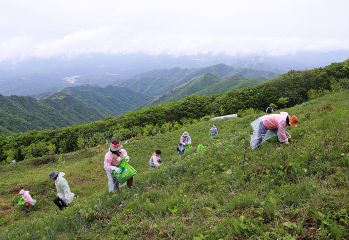 영양산나물축제에서 방문객들이 산나물 채취 체험을 하고 있다.[영양군 제공]