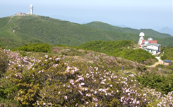 소백산 연화봉의 정상 철쭉 군락지