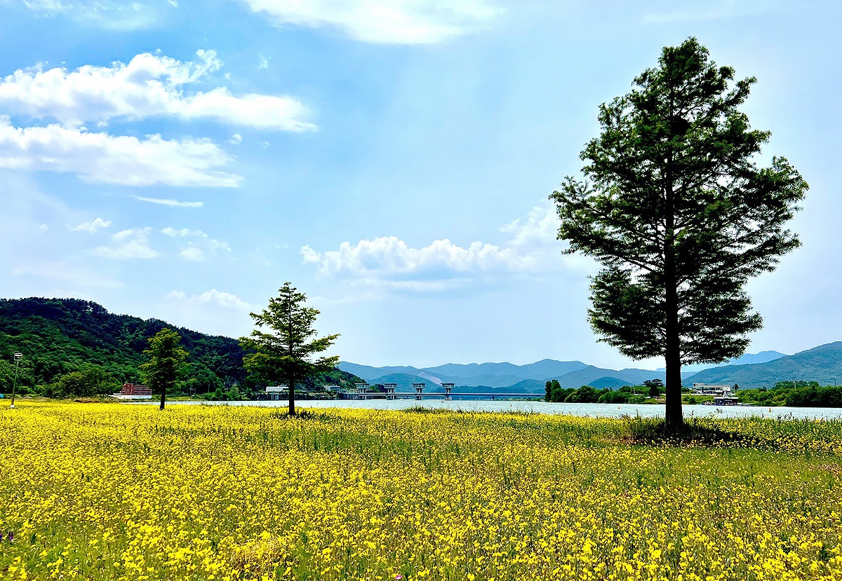 의성 단밀면 낙단보 수변공원 유채꽃 단지(의성군 제공)